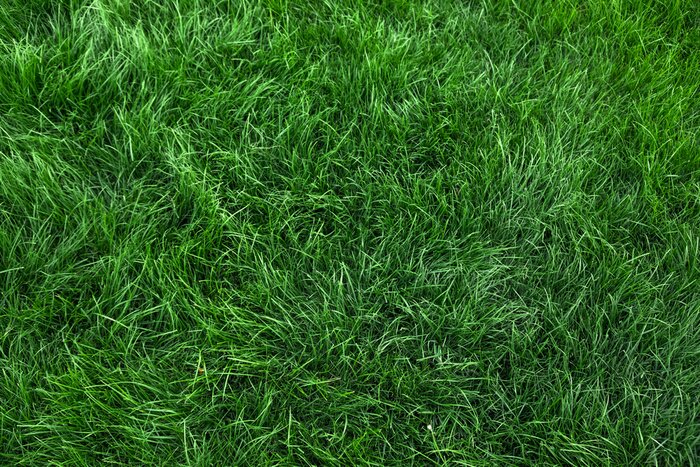 Papier peint  Natural green grass background, fresh lawn top view