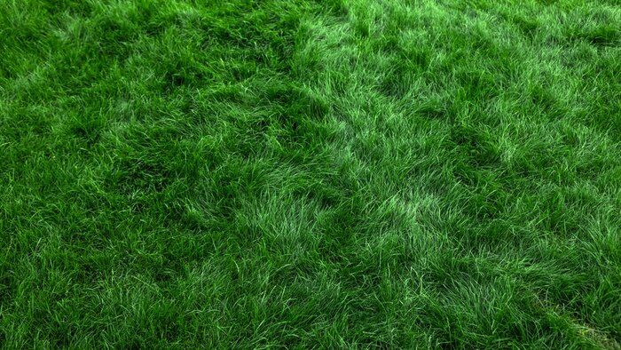 Papier peint  Natural green grass background, fresh lawn top view