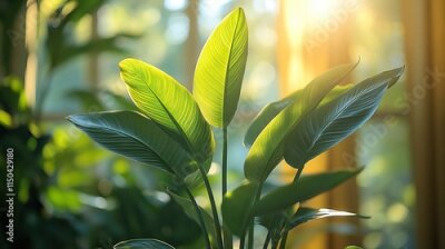 Papier peint  Natural green houseplant with large leaves, ideal for garden hobby or agro decoration, showcasing growth, ecology, and the beauty of Strelitzia Nicolai for greenery and horticulture