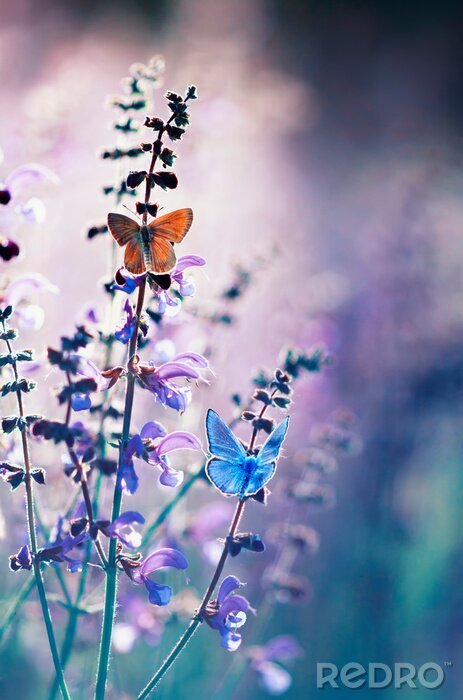Papier peint  natural greeting card with two small bright orange and blue butterflies pigeon sitting on purple flowers on a Sunny summer day in a rural meadow