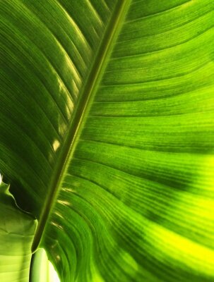 Papier peint  Natural pattern on the leaf of a strelitzia nicolai houseplant