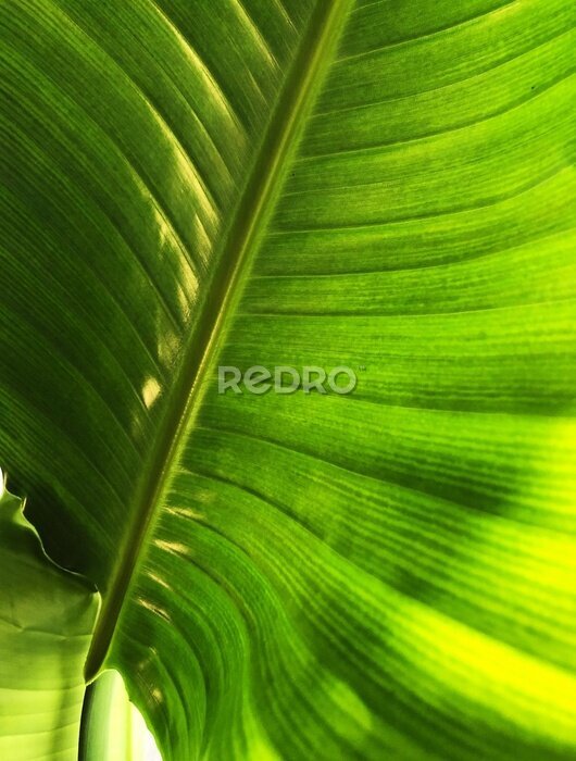 Papier peint  Natural pattern on the leaf of a strelitzia nicolai houseplant