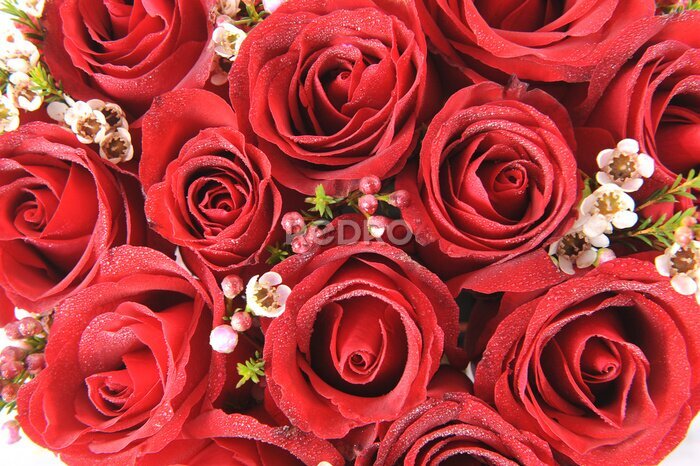 Papier peint  Natural roses rouges fond