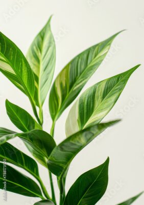 Papier peint  Natural, sustainable and green houseplant with leaf for garden, hobby or agro decoration. Growth, ecology and floral strelitzia nicolai for greenery, botany and horticulture by white background.