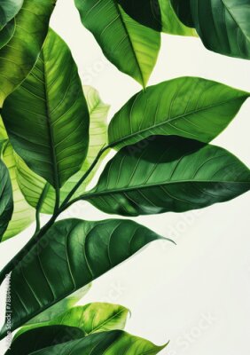 Papier peint  Natural, tropical and green houseplant with leaf for garden, hobby or agro decoration. Growth, ecology and floral strelitzia nicolai for greenery, botany and horticulture by white background.