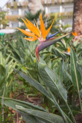 Papier peint  Nature and landscape architecture in Madeira, Portugal-Bird of paradise plant (Strelitzia reginae) with its gorgeous colourful flower which looks like the  beak of an exotic bird, blurred background