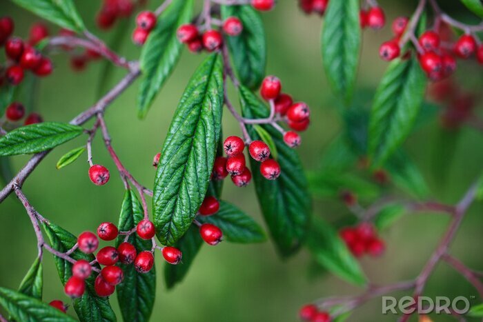 Papier peint  Nature aux couleurs de l'automne