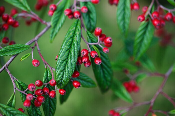Papier peint  Nature aux couleurs de l'automne