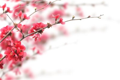 Nature avec fleurs de cerisier