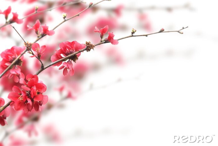 Papier peint  Nature avec fleurs de cerisier
