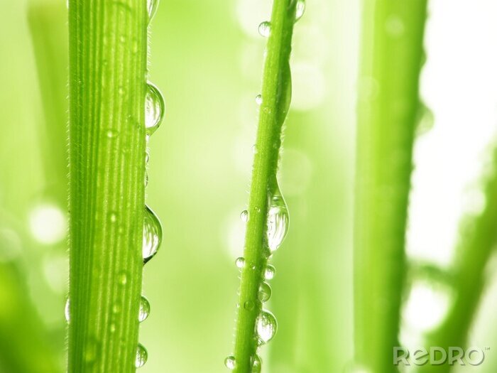 Papier peint  Nature avec gouttes d'eau