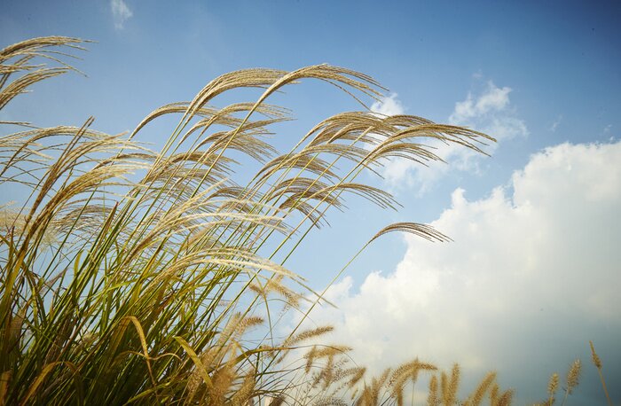 Papier peint  Nature avec nuages