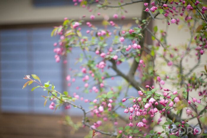 Papier peint  Nature, branche fleurie et fenêtre