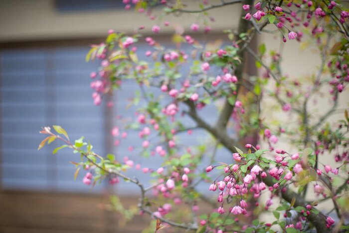 Papier peint  Nature, branche fleurie et fenêtre