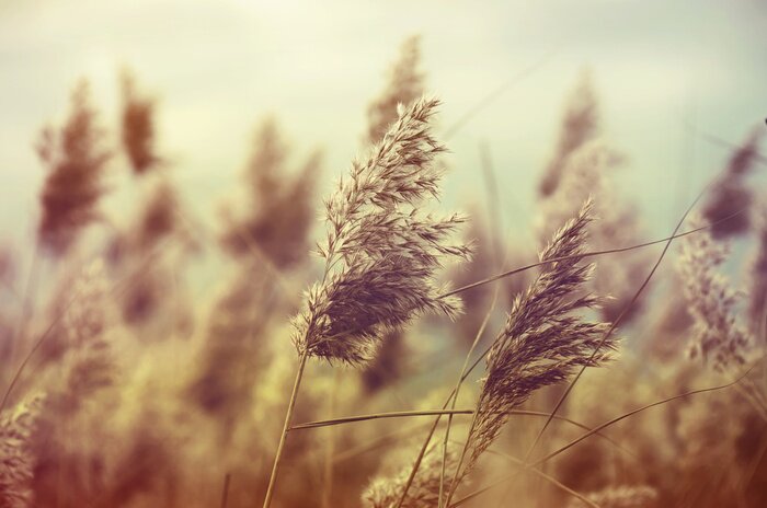 Papier peint  Nature dans le style vintage