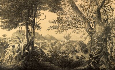 Nature de l'Amérique du Sud.