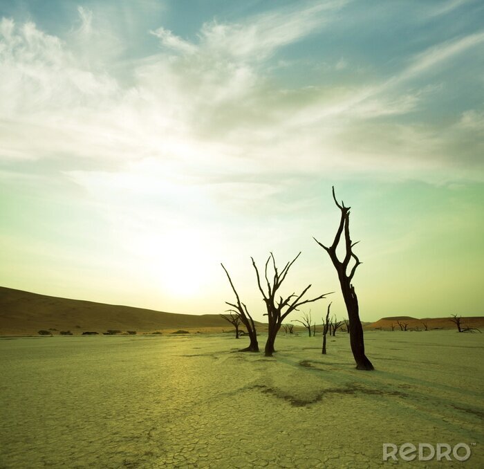 Papier peint  Nature désertique et branches séchées
