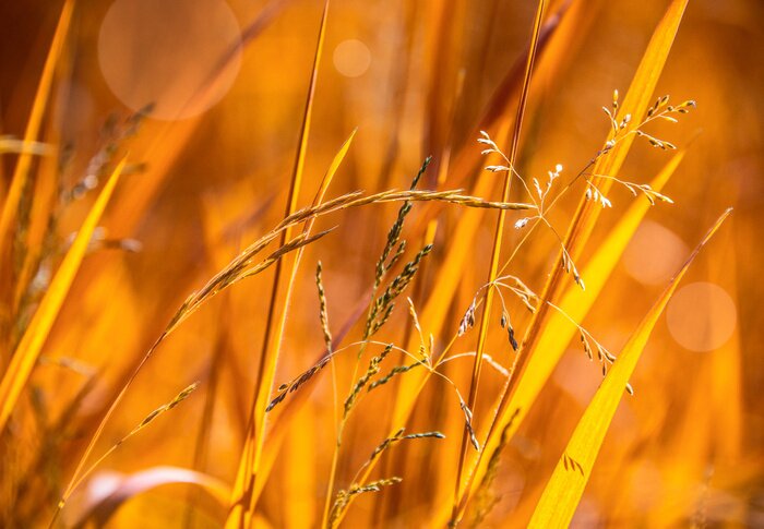 Papier peint  Nature ensoleillée d'automne