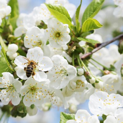 Papier peint  Nature et abeille