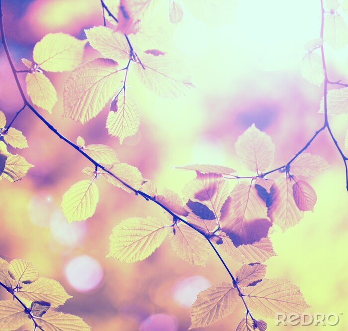 Papier peint  Nature et arbre d'automne