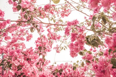 Papier peint  Nature et arbres à fleurs