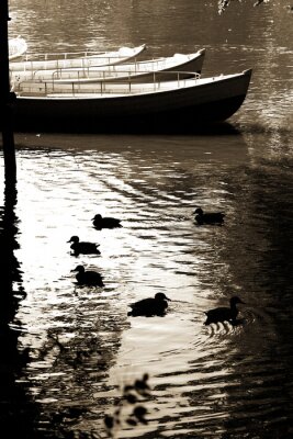 Nature et canards dans le parc