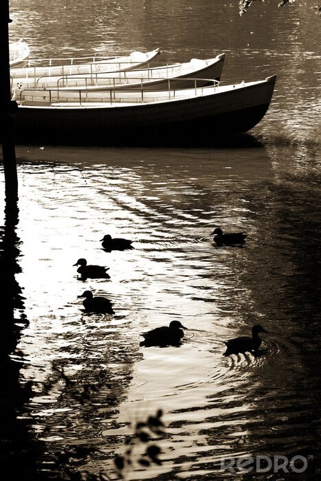 Papier peint  Nature et canards dans le parc