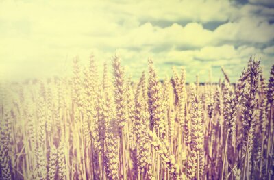 Papier peint  Nature et champ de blé