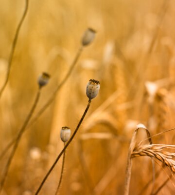 Nature et champs de céréales