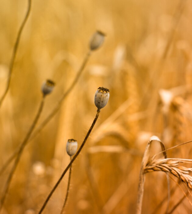 Papier peint  Nature et champs de céréales