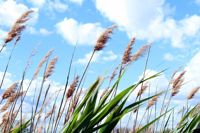 Papier peint  Nature et ciel