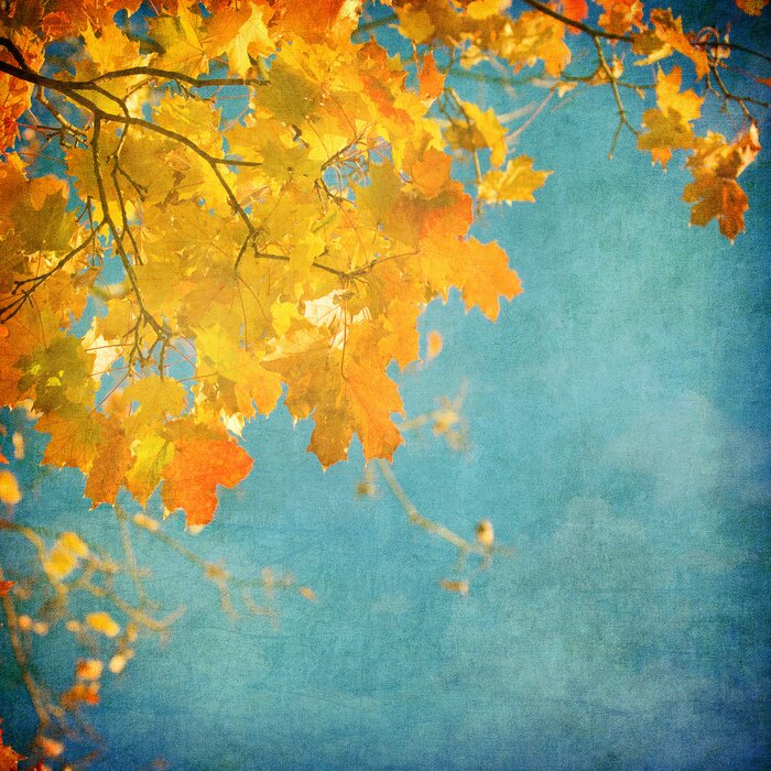 Papier peint  Nature et feuilles