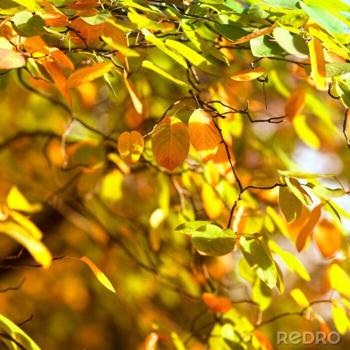Papier peint  Nature et feuilles d'automne