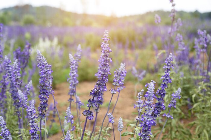 Papier peint  Nature et fleurs de lavande
