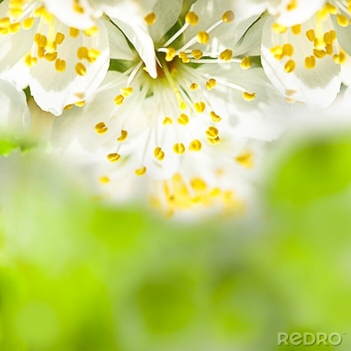 Papier peint  Nature et fleurs de près