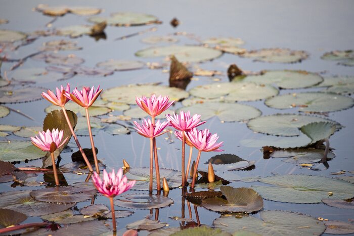 Papier peint  Nature et fleurs sur l'eau