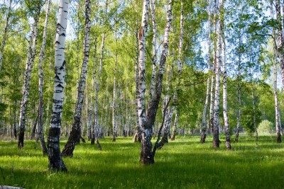Papier peint  Nature et grands bouleaux