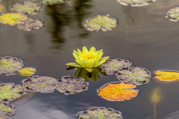 Papier peint  Nature et lac