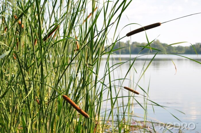 Papier peint  Nature et lac avec bâtons d'eau