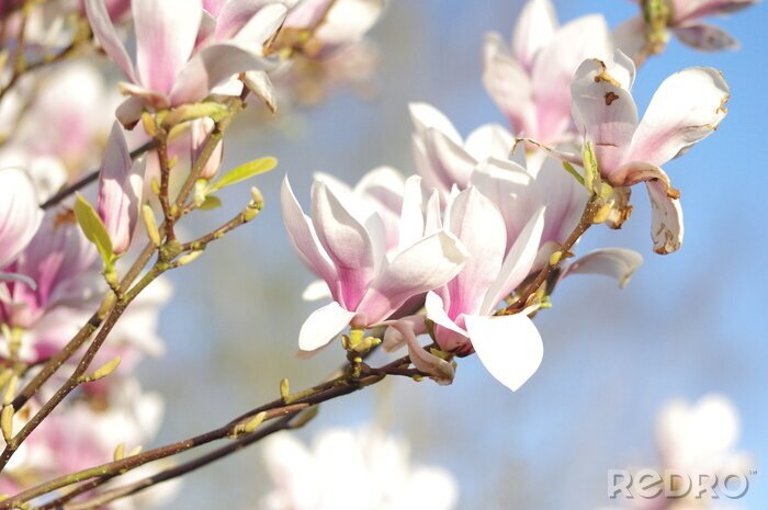 Papier peint  Nature et magnolias