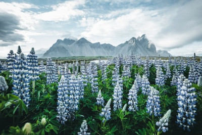 Papier peint  Nature et montagne