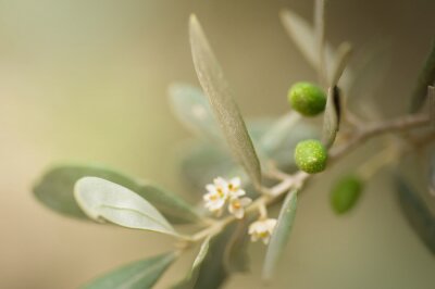 Papier peint  Nature et olive