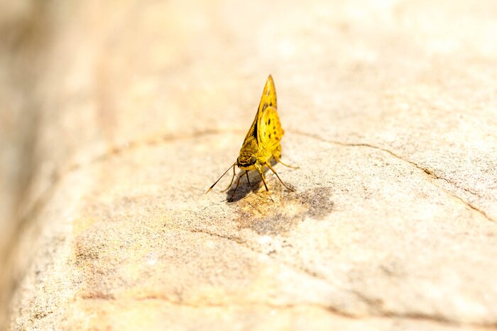 Papier peint  Nature et papillon