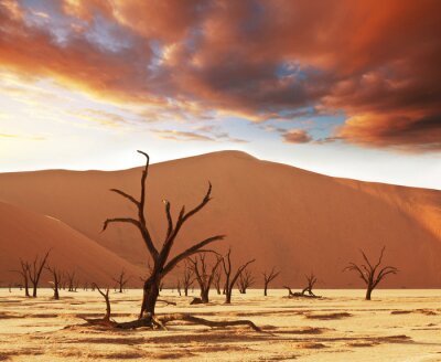 Nature et paysages du désert de jour