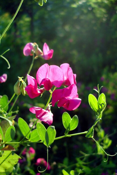 Papier peint  Nature et petits pois parfumés