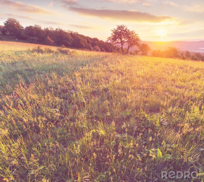 Papier peint  Nature et prairie