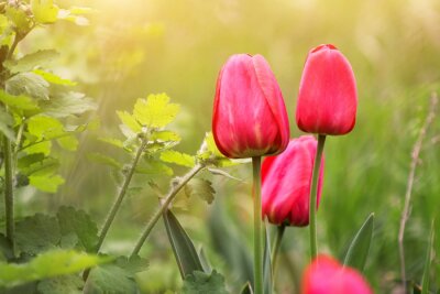 Nature et tulipes