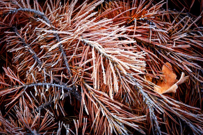 Papier peint  Nature givrée