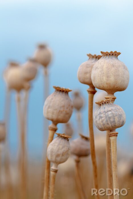 Papier peint  Nature grandes et petites têtes de pavot