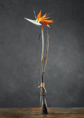 Papier peint  Nature morte avec fleur de Strelitzia Reginae et une vieille fourche sur fond sombre